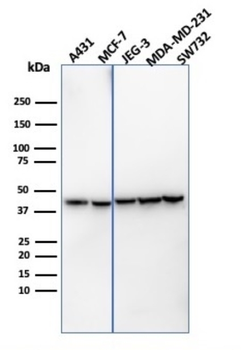 CD274 Antibody