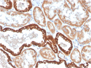 TNFRSF9 Antibody