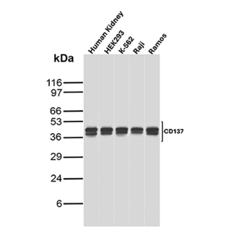 TNFRSF9 Antibody