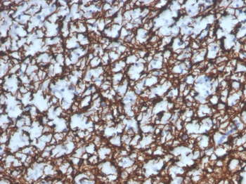 MBP Antibody