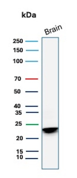 MBP Antibody