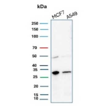 CD99 Antibody