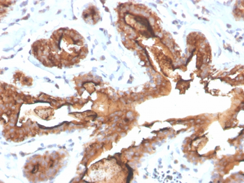 MUC1 Antibody
