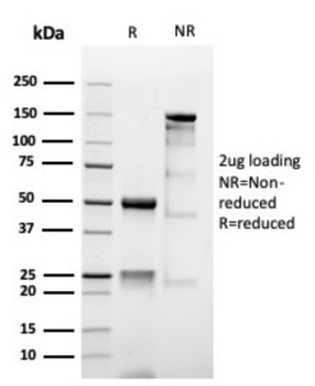 MUC1 Antibody