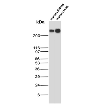 MUC1 Antibody