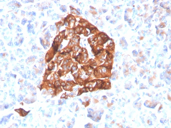 SYP Antibody
