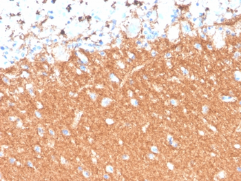 SYP Antibody