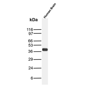 SYP Antibody