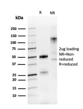 PAX8 Antibody