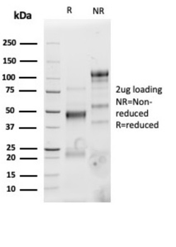 CD4 Antibody