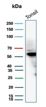 CD4 Antibody
