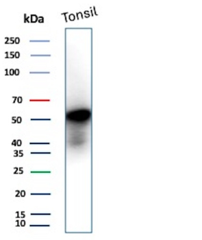 CD4 Antibody