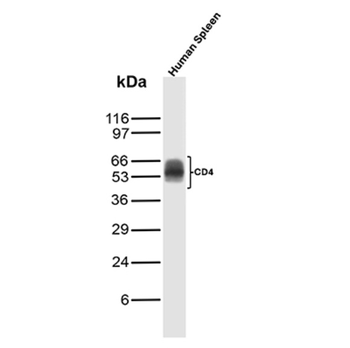 CD4 Antibody