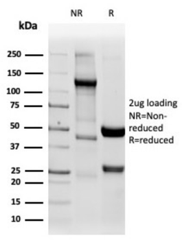 NAPSA Antibody