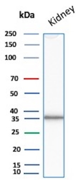 NAPSA Antibody