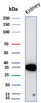 NAPSA Antibody