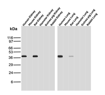 NAPSA Antibody