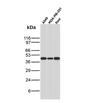 KRT76 Antibody