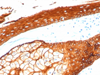 KRT76 Antibody