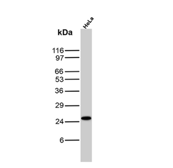 KRT76 Antibody