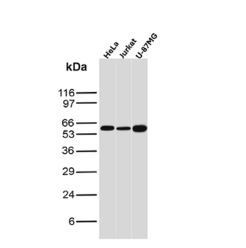 KRT76 Antibody