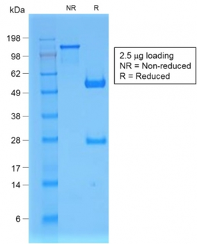 B2M Antibody