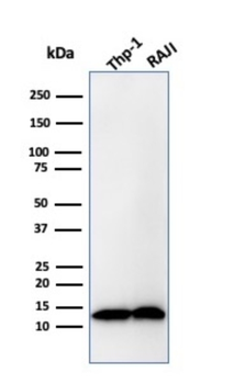 B2M Antibody