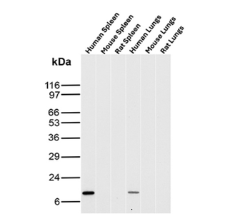 B2M Antibody
