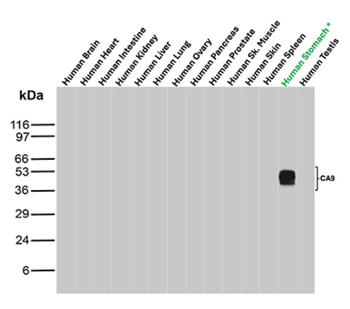 B2M Antibody