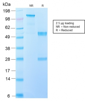 EGFR Antibody