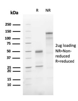ATG5 Antibody