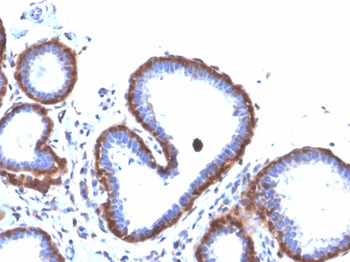 FTL Antibody