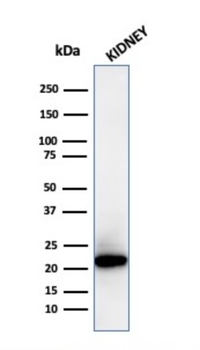 FTL Antibody