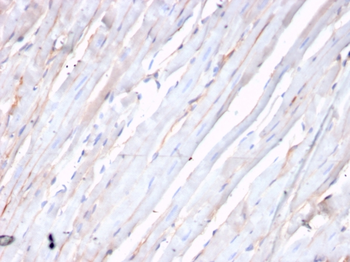 CDH2 Antibody
