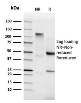 CDH2 Antibody