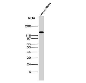 CDH2 Antibody