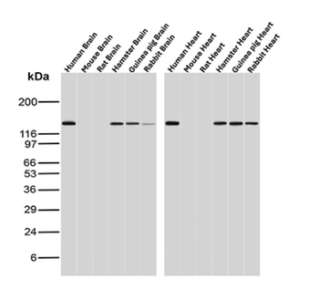 CDH2 Antibody