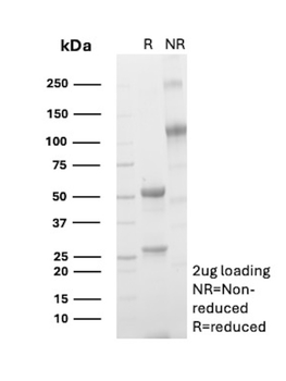 CD8A Antibody