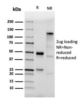TLR2 Antibody