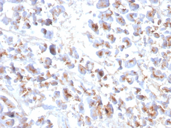 EPX Antibody