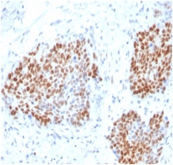 SOX9 Antibody