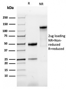 SOX9 Antibody