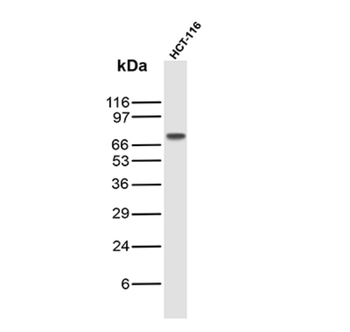 SOX9 Antibody
