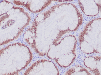CDX2 Antibody