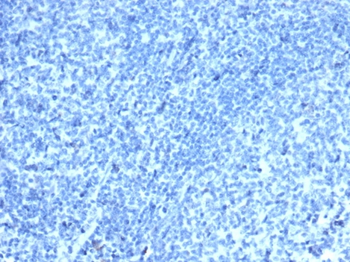 CDX2 Antibody