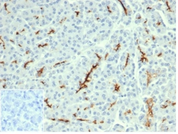 CFTR Antibody