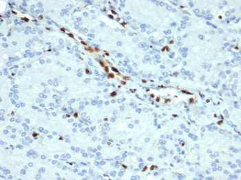 ERG Antibody
