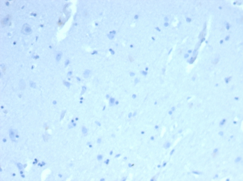 ERG Antibody
