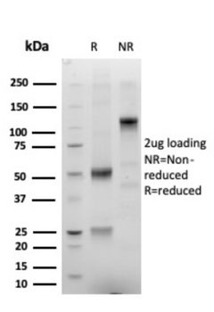 ERG Antibody