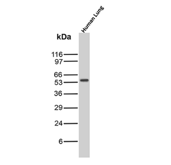 ERG Antibody